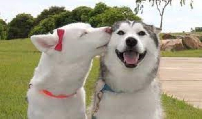 Top 10 types of dogs smiles, Sài Gòn List