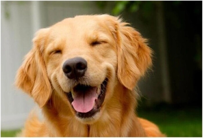 Top 10 types of dogs smiles, Sài Gòn List