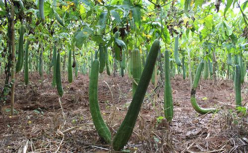 Chế tạo gạch ốp từ xơ mướp