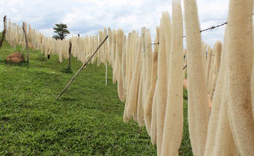 Chế tạo gạch ốp từ xơ mướp