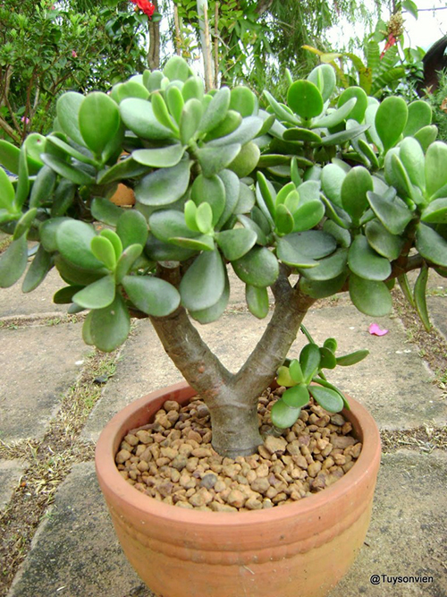 Ý nghĩa của một số loài cây phong thủy