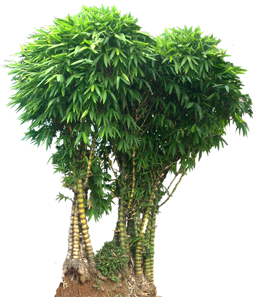 Ý nghĩa của một số loài cây phong thủy