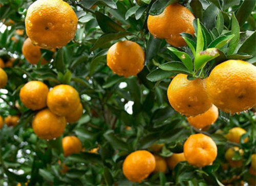 Ý nghĩa của một số loài cây phong thủy