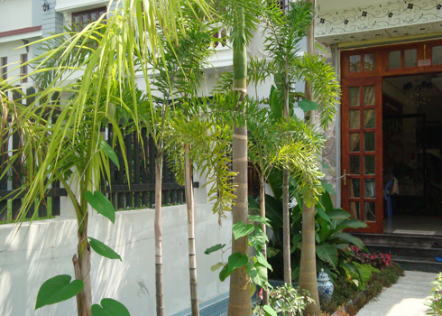 Hình thể cây cối và ảnh hưởng đối với ngôi nhà