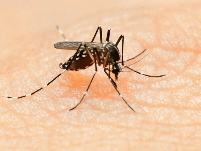 muoi Aedes