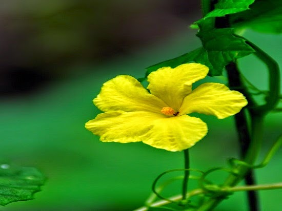 Bộ sưu tập hoa mướp đẹp ngày xuân, Sài Gòn List