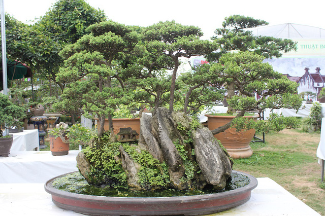 Cây cảnh bonsai có dáng vóc độc lạ được uốn tỉa kỳ công, Sài Gòn List