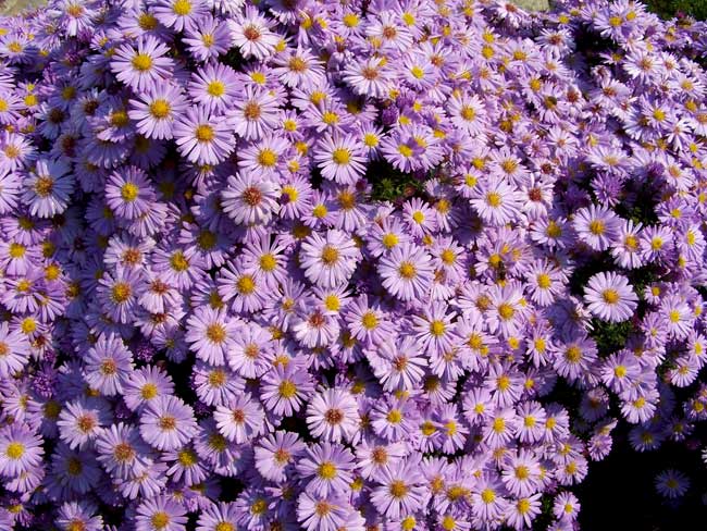 Top 10 loài hoa đẹp mang đến may mắn trong ngày tết