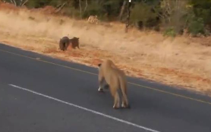 Đàn sư tử manh động bị voi khổng lồ “lùa” chạy toán loạn