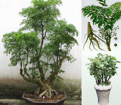 10 loại cây cảnh làm đẹp và chữa bệnh hiệu quả, Sài Gòn List