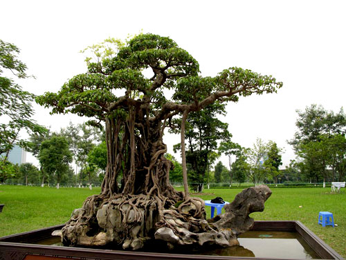 8 cây cảnh có tuổi đời hàng trăm năm, Sài Gòn List