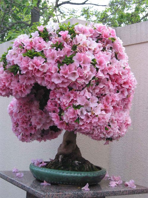 Chậu hoa đỗ quyên tuyệt đẹp mang sắc hồng, Sài Gòn List