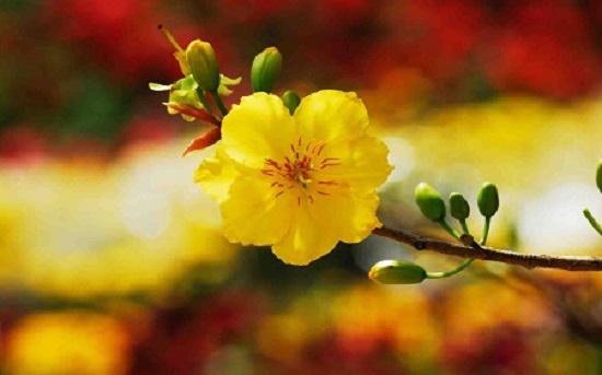 Top 10 loài hoa đẹp mang đến may mắn trong ngày Tết, Sài Gòn List