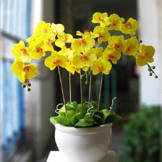 Top 10 loài hoa đẹp mang đến may mắn trong ngày Tết, Sài Gòn List