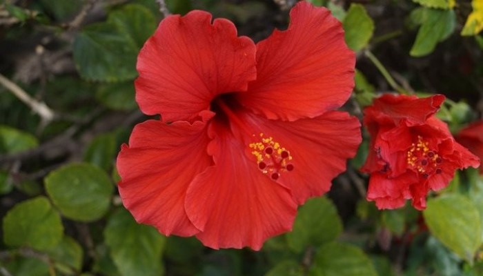 Những loại hoa cực tốt cho sức khỏe cách “hồi sinh” cây cảnh héo úa