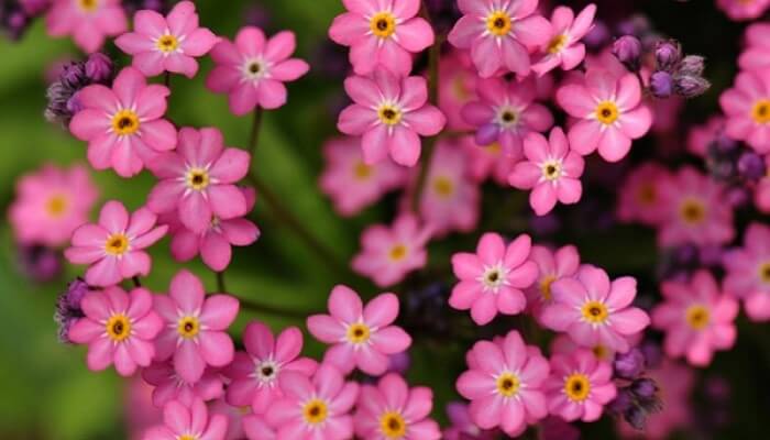 Tìm hiểu về cách trồng chăm sóc cách cắm hoa và ý nghĩa hoa lưu ly