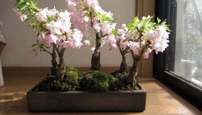 Hướng dẫn chăm sóc và phòng trừ sâu bệnh cho cây hoa anh đào bonsai