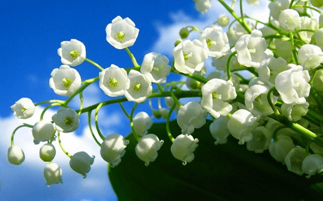 Cách trồng hoa linh lan
