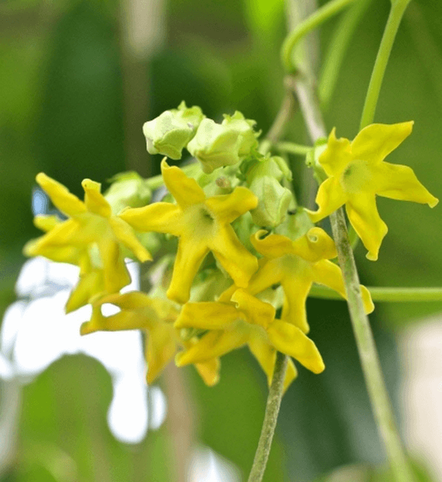 Những loài hoa thường nở vào mùa xuân đẹp mê say, Sài Gòn List