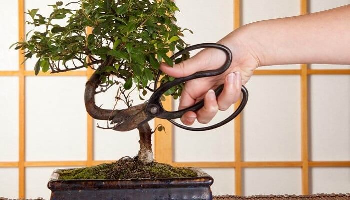 Uốn nắn thân cây bonsai kĩ thuật trồng trọt chăm sóc cây cảnh
