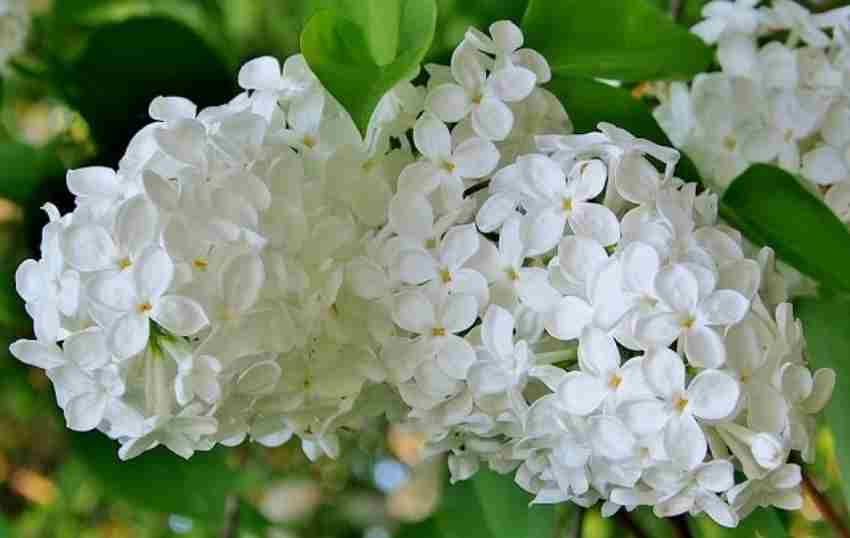 Những loài hoa thường nở vào mùa xuân đẹp mê say