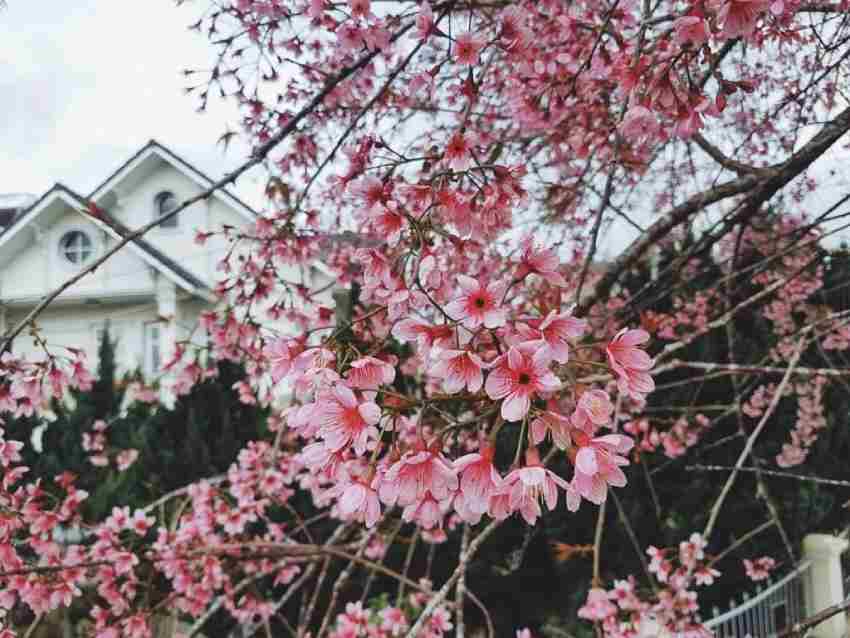 Những loài hoa thường nở vào mùa xuân đẹp mê say, Sài Gòn List