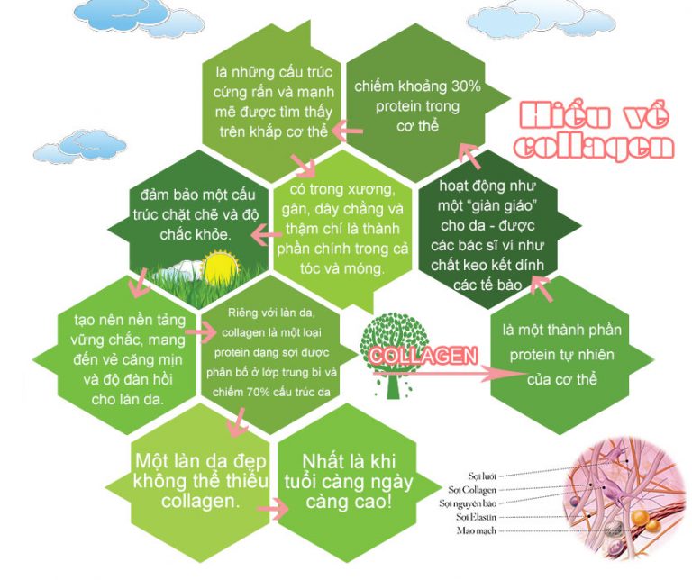 Collagen - Bí mật chống nhăn-chống lão hóa của vẻ đẹp không tuổi 16 6