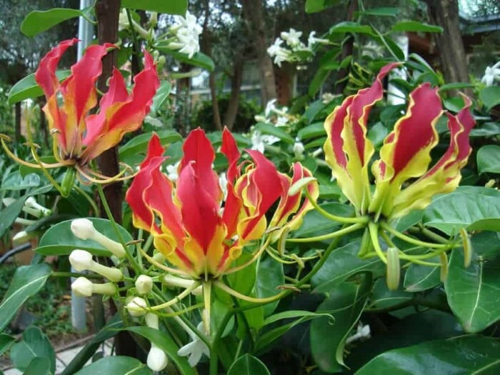 Top 7 những loài hoa đẹp nhất thế giới 13 Hoa Gloriosa