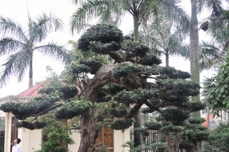 Cây tùng 300 năm tuổi lọt vào top 100 cây cảnh đẹp nhất thế giới, Sài Gòn List