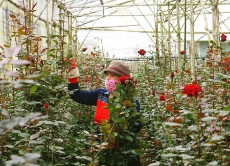 Cách chăm sóc hoa hồng 2 Cách chăm sóc hoa hồng