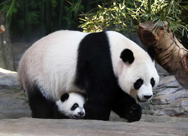Top 5 loại động vật được con người yêu quý nhất 5 gau truc